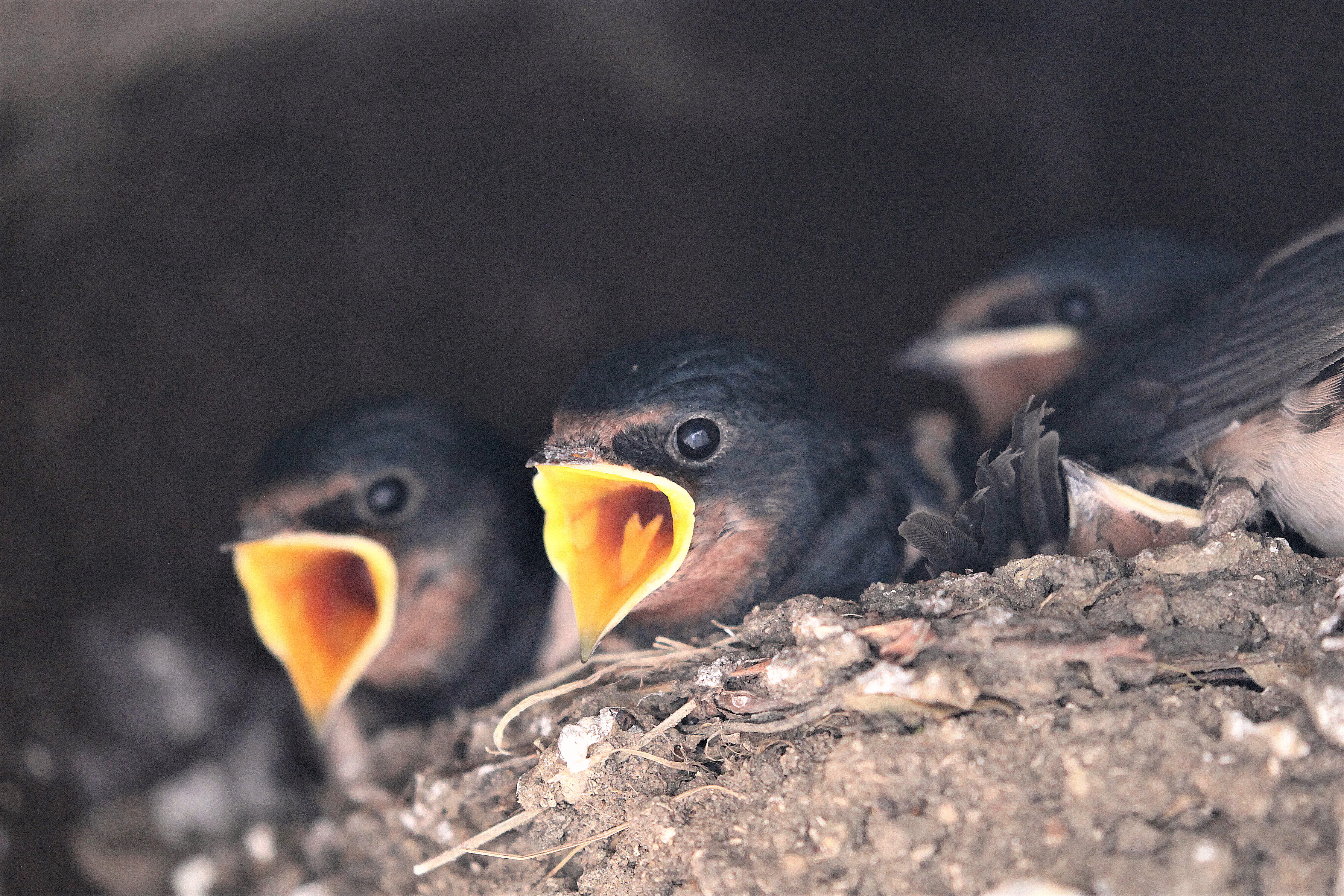 Fledglings